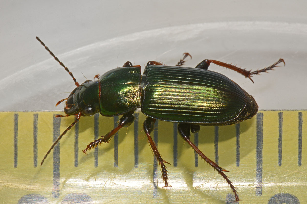 Carabidae: Harpalus honestus? No, Harpalus distinguendus